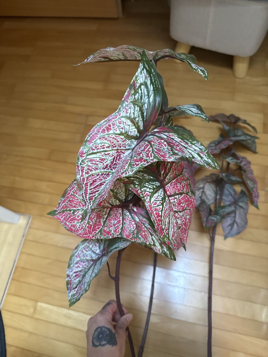 Pflanzen & Samen: Kunstpflanze Caladium mehrfarbig – Gebraucht aus Winkel von _OachKatzerl_ 1