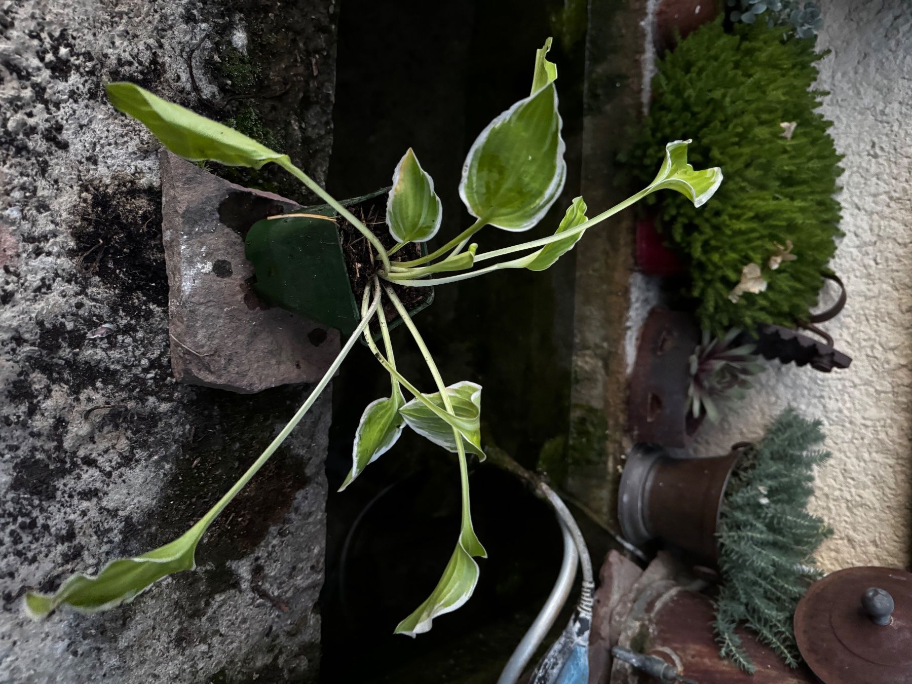 Pflanzen & Samen: Hosta platinium tiara – Gebraucht aus Lajoux JU von Briard0 1