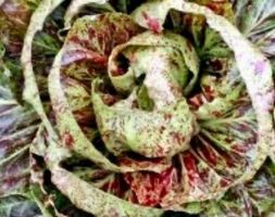 BLATTZICHORIE “VARIEGATA DI CHIOGGIA”‪