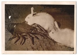 Fotografie Atlantic, Groteske Tierfreund