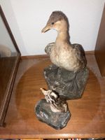 Präparate Vögel, 2 Stücke, gute Erhaltung