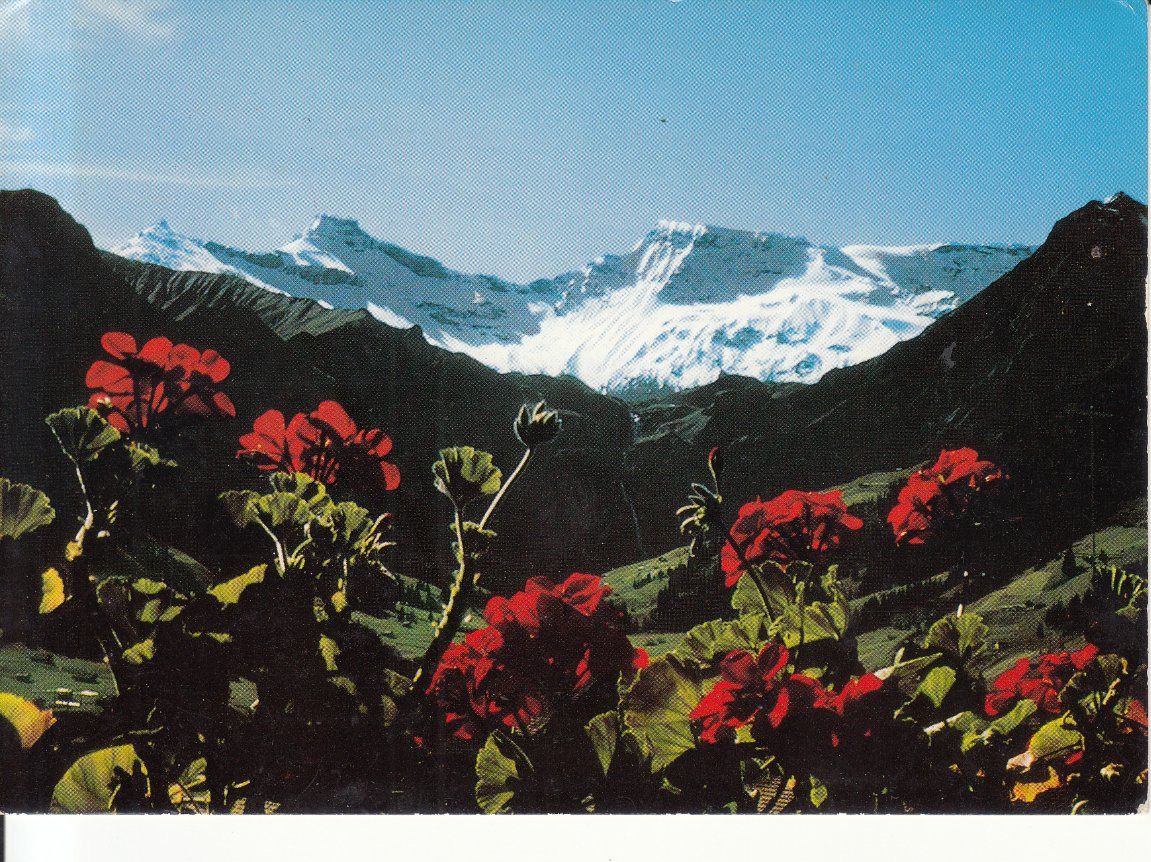 Cartoline postali: Wildstrubel 1966 – Usato da Bürglen TG venduto da StampGraf