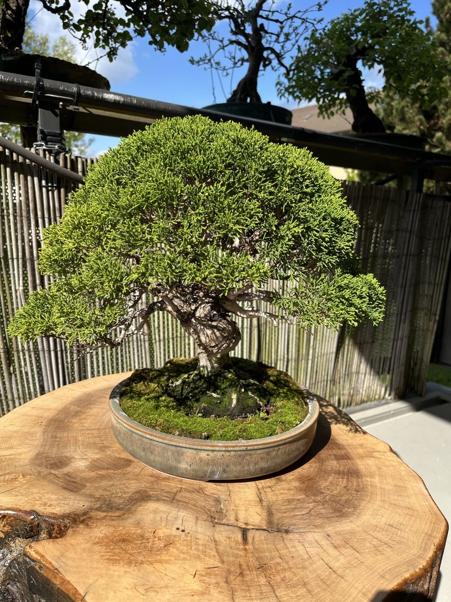 Piante & sementi: bonsai shoin, juniperus chinesis itoigawa – Usato da Lengnau BE venduto da Meij 2