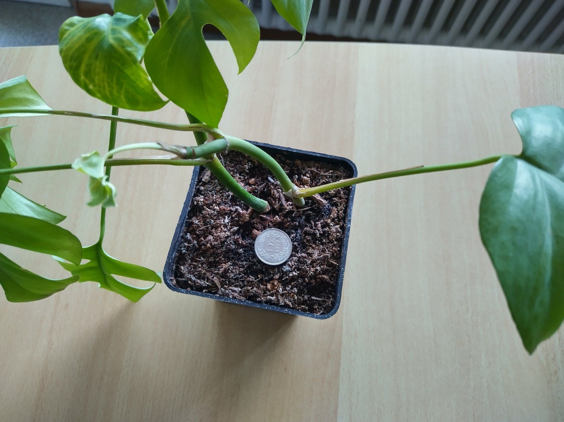 Piante & sementi: Monstera Zimmerpflanze – Usato da Jona venduto da Argus36 7