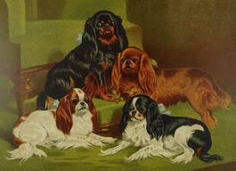 TOY SPANIELS, DOG, HUND, FARBLITHOGRAPHIE 1881