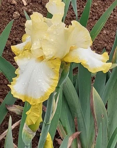 Plantes & graines: Iris 1 bulbe Easter time – D'occasion à Lajoux JU par Briard0