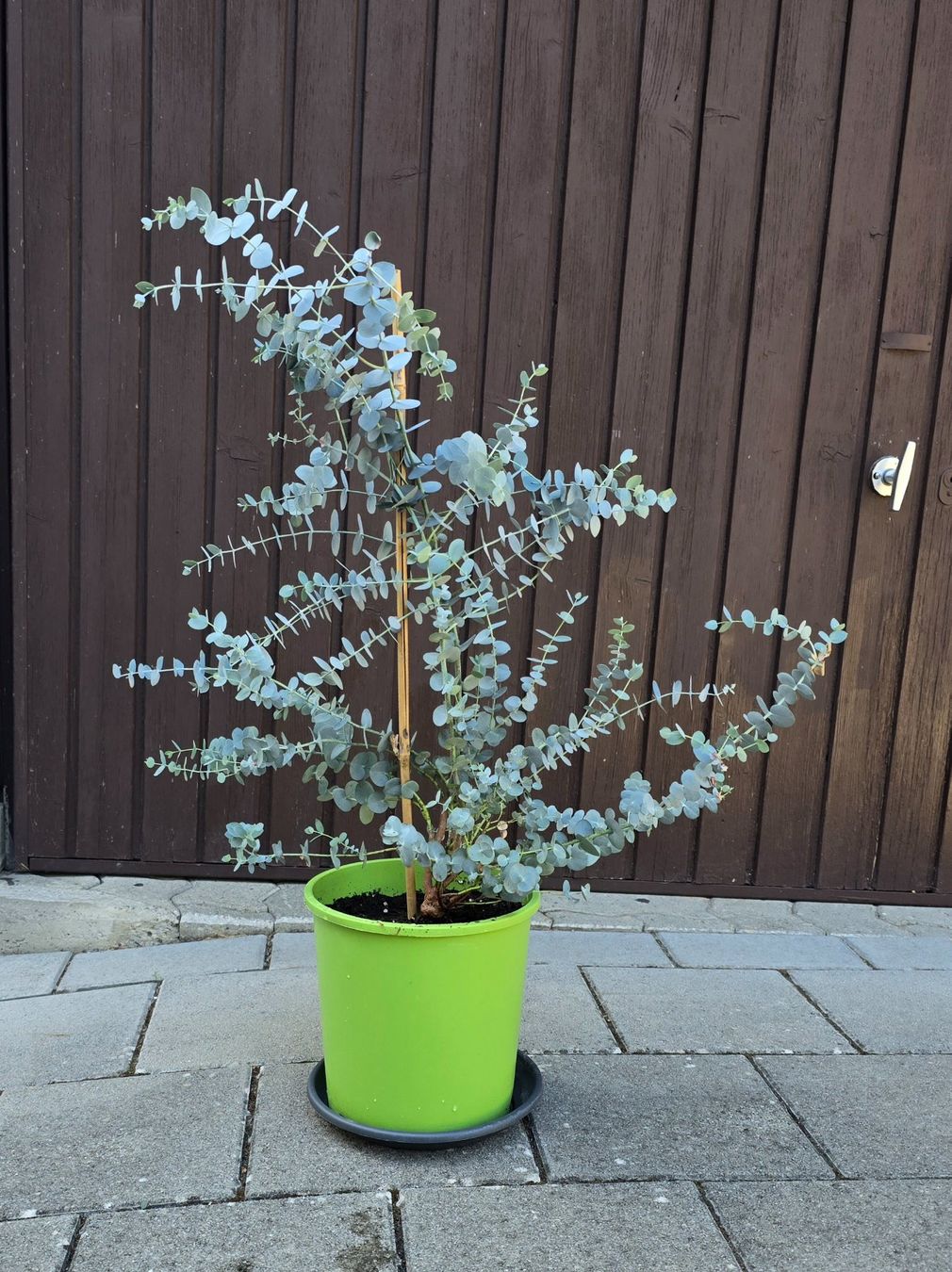 Plantes & graines: Schöner Eukalyptus (Eucalyptus gunnii) – Neuf (Voir description) à Aarburg par popkorn65 4