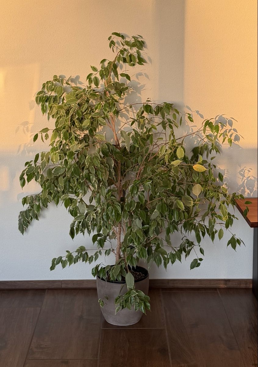 Plantes & graines: Birkenfeige – D'occasion à Rudolfstetten par amy_f7tf