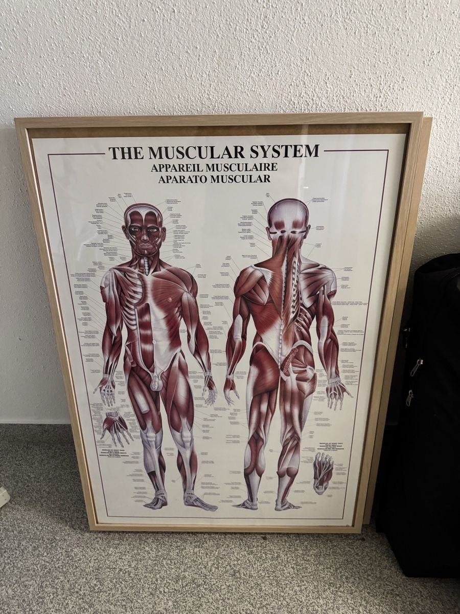 Poster & Bilder: Original STOTT PILATES Anatomie Poster mit Holzrahmen – Gebraucht aus Au ZH von sha_dqx2 4