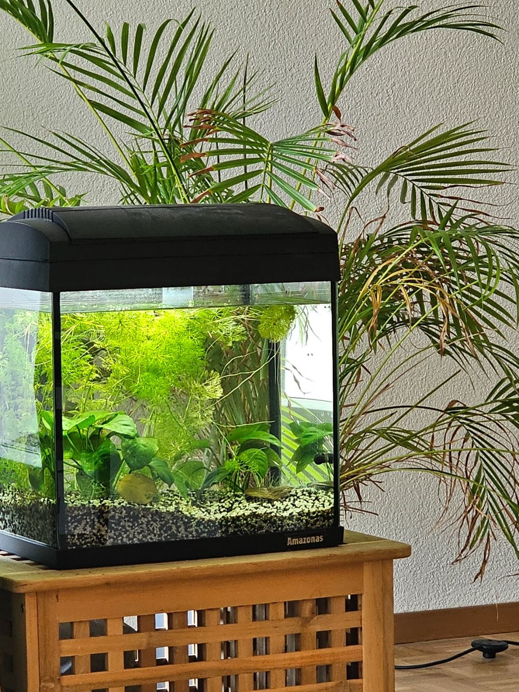 Amazonas Acquari: Aquarium ca. 30Liter mit Zubehör – Usato da Adliswil venduto da Superbuy