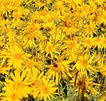Ab 5.- fr 5 Samen ARNICA MONTANA 10 Graines ARNICA MONTANA‪