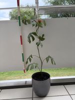 Monstera ca. 80 cm