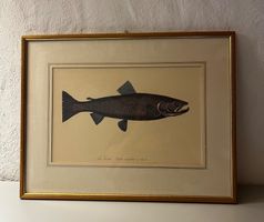 Drucke von Fischen (5 Stück)