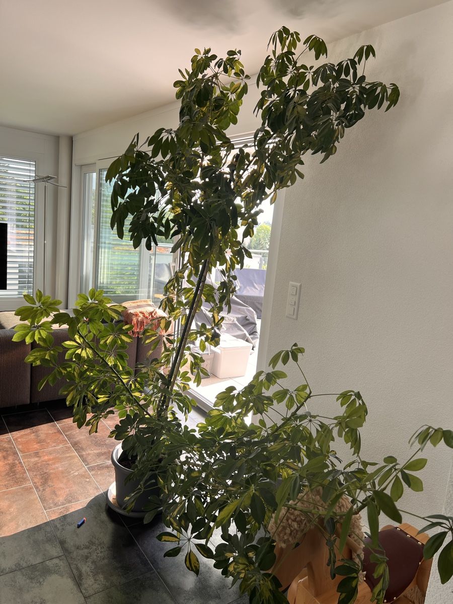 Pflanzen & Samen: Schefflera Plant  – Gebraucht aus Winkel von Maria1525