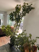 Schefflera Plant 
