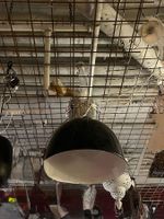Industrial Hängelampe | LIQUIDATIONSVERKAUF