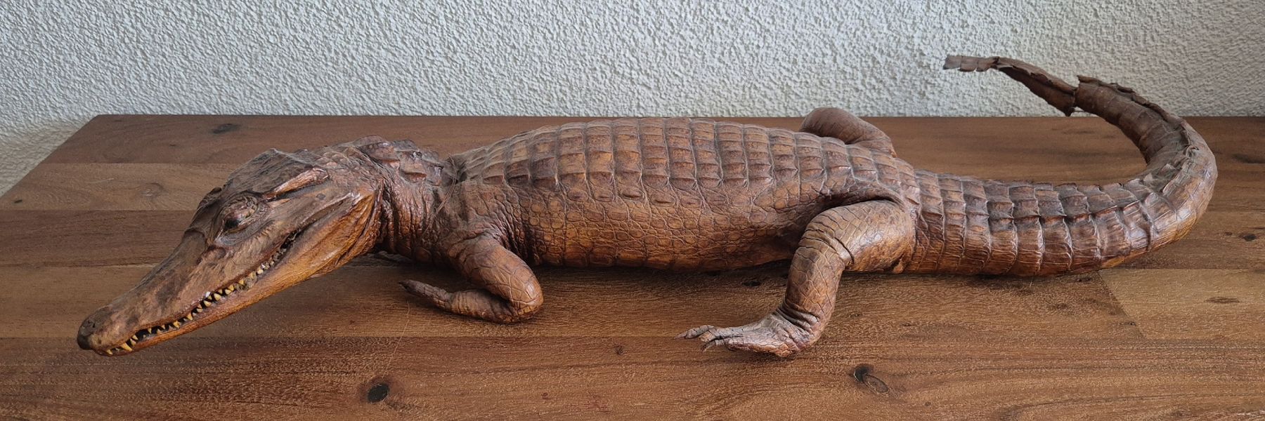 Il mondo degli animali: Antikes Ausgestopftes Krokodil 64cm – Usato da Zürich venduto da Dalema13