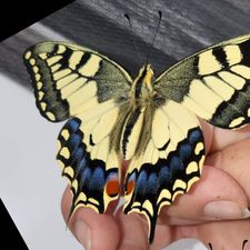 Profile image of Giggernillis04