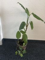 Schöne Zimmerpflanze sucht neues Zuhause. Jetzt bieten!