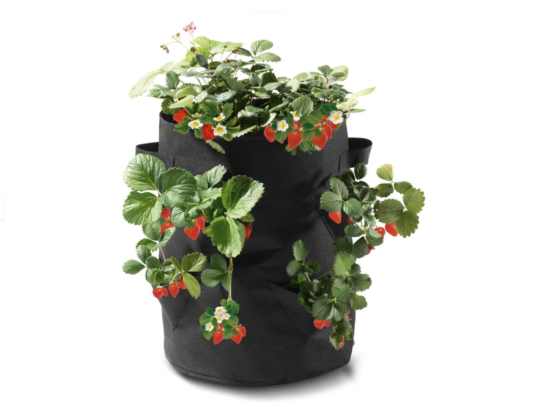 Vasi per fiori: Erdbeere-Pflanzsack, 2er Set – Nuovo e nell'imballaggio originale da Wagenhausen venduto da FrauLang 1