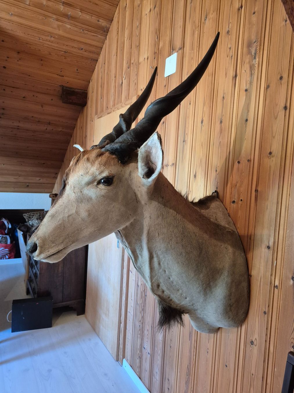 Il mondo degli animali: Trophée chasse éland du Cap / Elenantilope Jagdtrophäe – Usato da Treyvaux venduto da Kbh2000 1