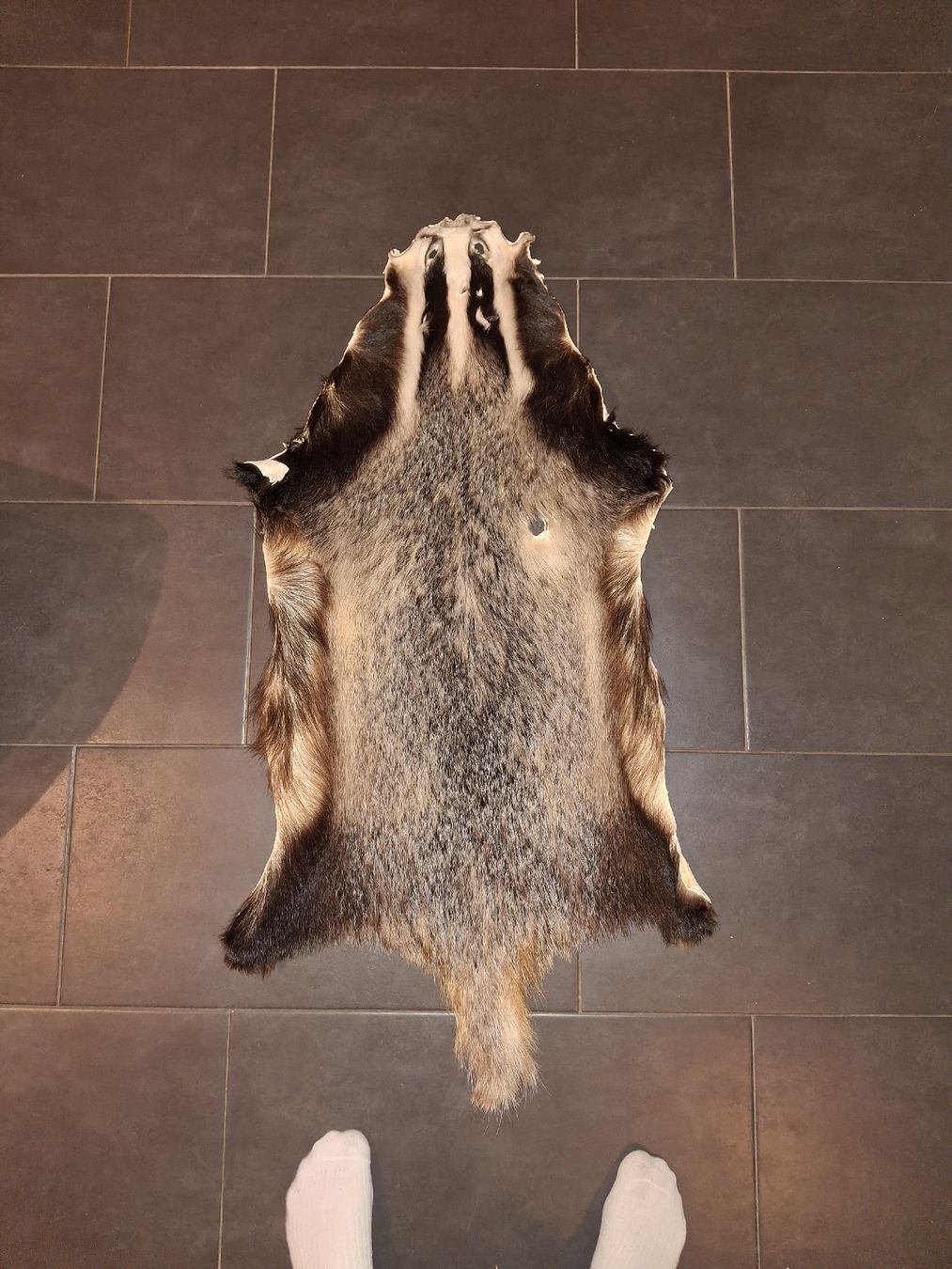 Welt der Tiere: Dachsfell – Gebraucht aus Kerns von L3514