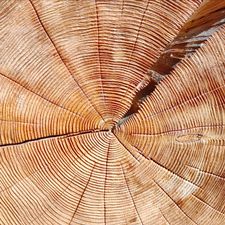 Profile image of WOODStudio