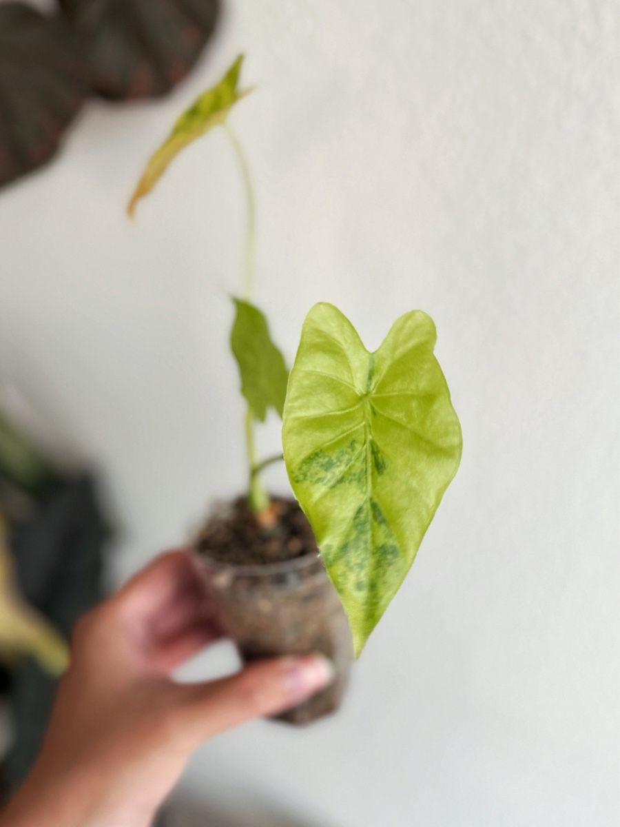 Plantes & graines: Alocasia Gageana Aurea – Neuf (Voir description) à Bern par Lucas_Ma 1
