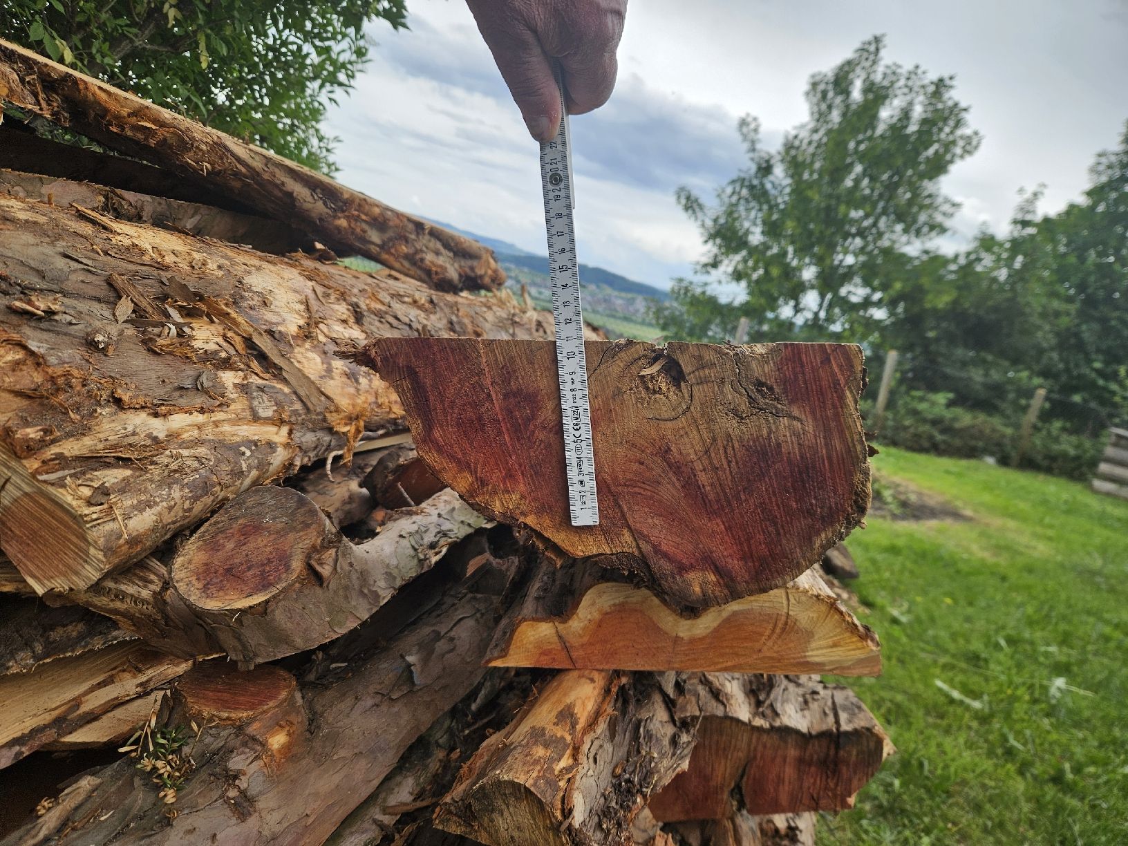 Articoli in legno: Eibenabschnitte  – Nuovo (secondo la descrizione) da Gontenschwil venduto da Studi1958 5