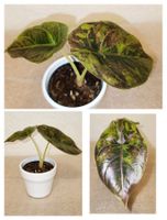 Alocasia Azlanii Variegata
