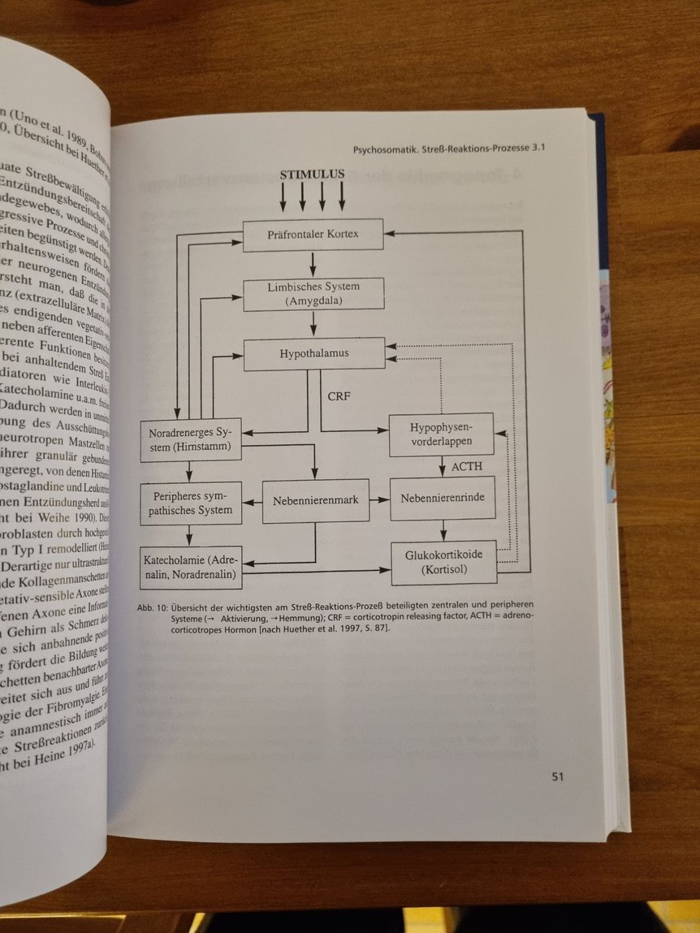 Libri: System der Grundregulation - A. Pischinger – Nuovo e nell'imballaggio originale da Jona venduto da YinYang9 8