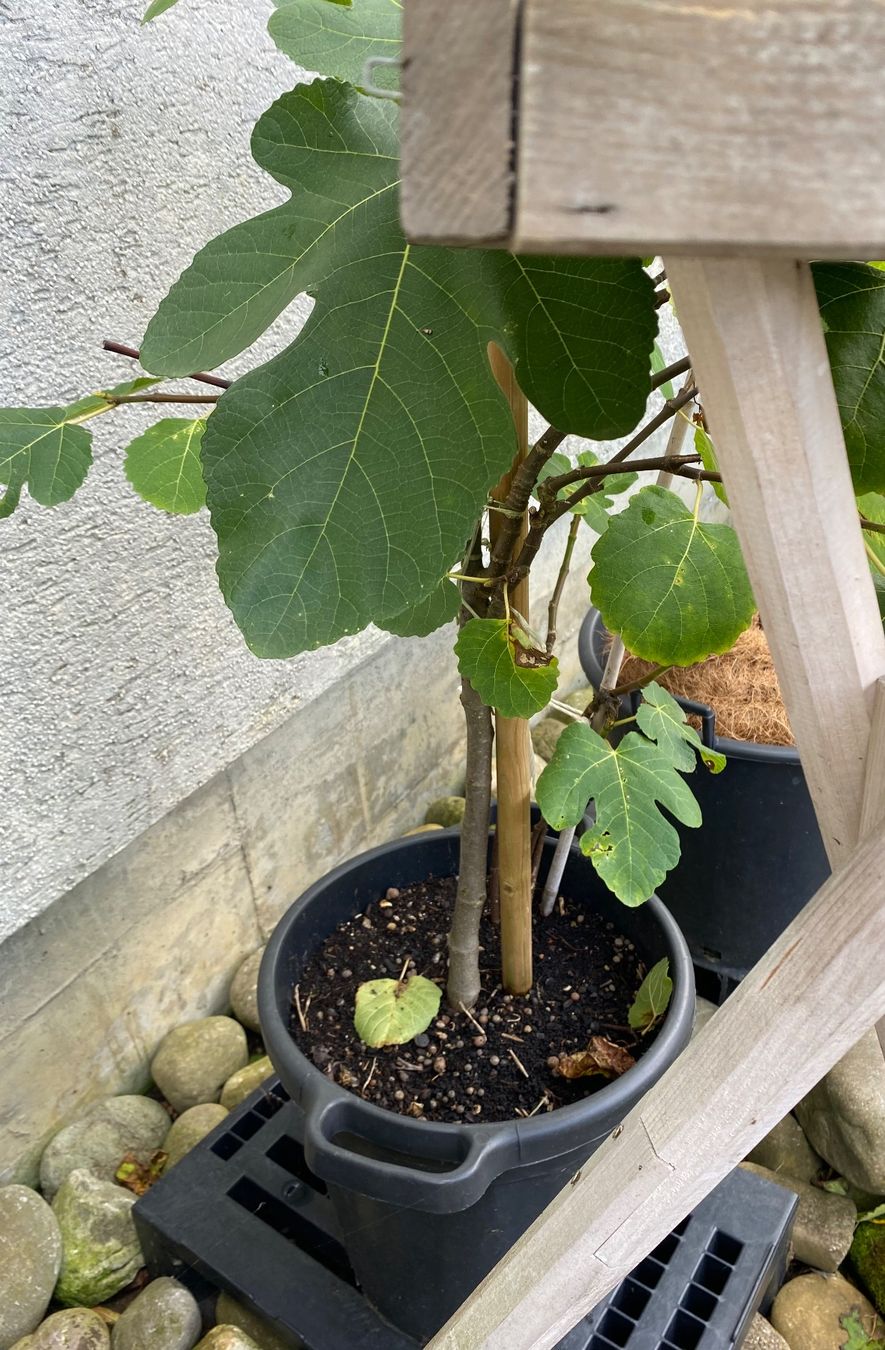 Piante & sementi: Feigenbaum Feige Feigen Baum Pflanzen Topf  Blumetopf – Usato da Dottikon venduto da 6571 5