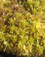 Sphaigne vivante living sphagnum moss