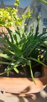 Aloe Vera Pflanze im Tontopf