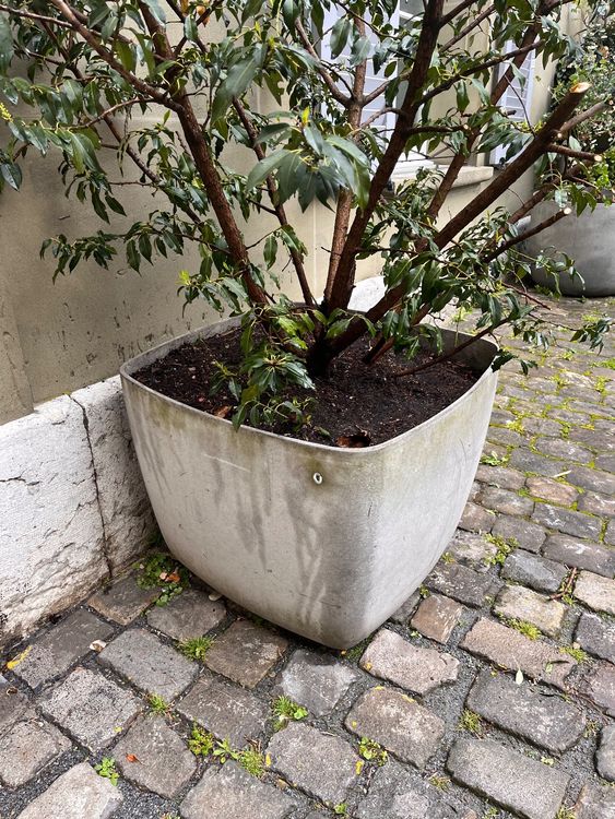 Monaca Pflaumenbaum Aus Velletri – Alte Obstsorte Im 20 Cm Topf, Bis 170 Cm Hoch, 2 Jahre Alt, Aus Italienischem Anbau Für Garten Oder Terrasse