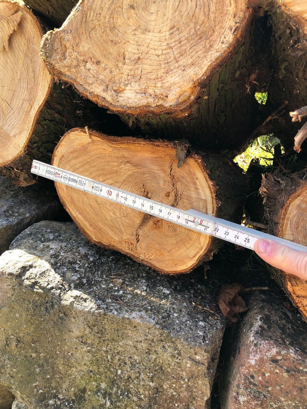 Thujaholz ca. 15-20cm Durchmesser/ ca.40cm lang / Stckpreis (Defekt) in  Ehrendingen fr CHF 17  nur Abholung auf Ricardo kaufen