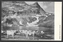 Grindelwald Faulhorn Bachalpsee mit Kühen