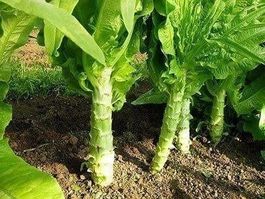 Asperge laitue ! RARE ! 30g