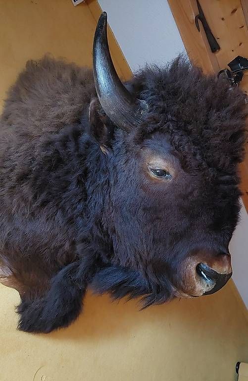 Altre raccolte & rarità: Bisonkopf - Präparat – Usato da Niederglatt venduto da Tatanka5 2