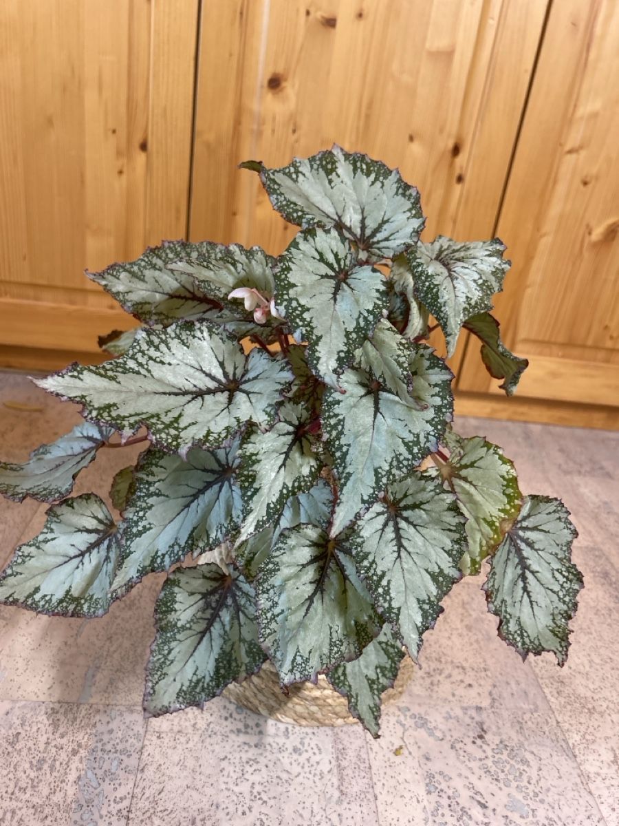 Piante & sementi: Schöne, gesunde Begonia – Usato da Niederbüren venduto da Monde09
