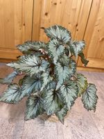 Schöne, gesunde Begonia