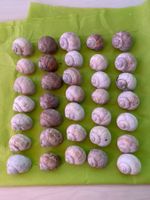 🐌Schneckenhäuser🐌 35 Stück, Natur pur