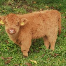 Profile image of Peddie
