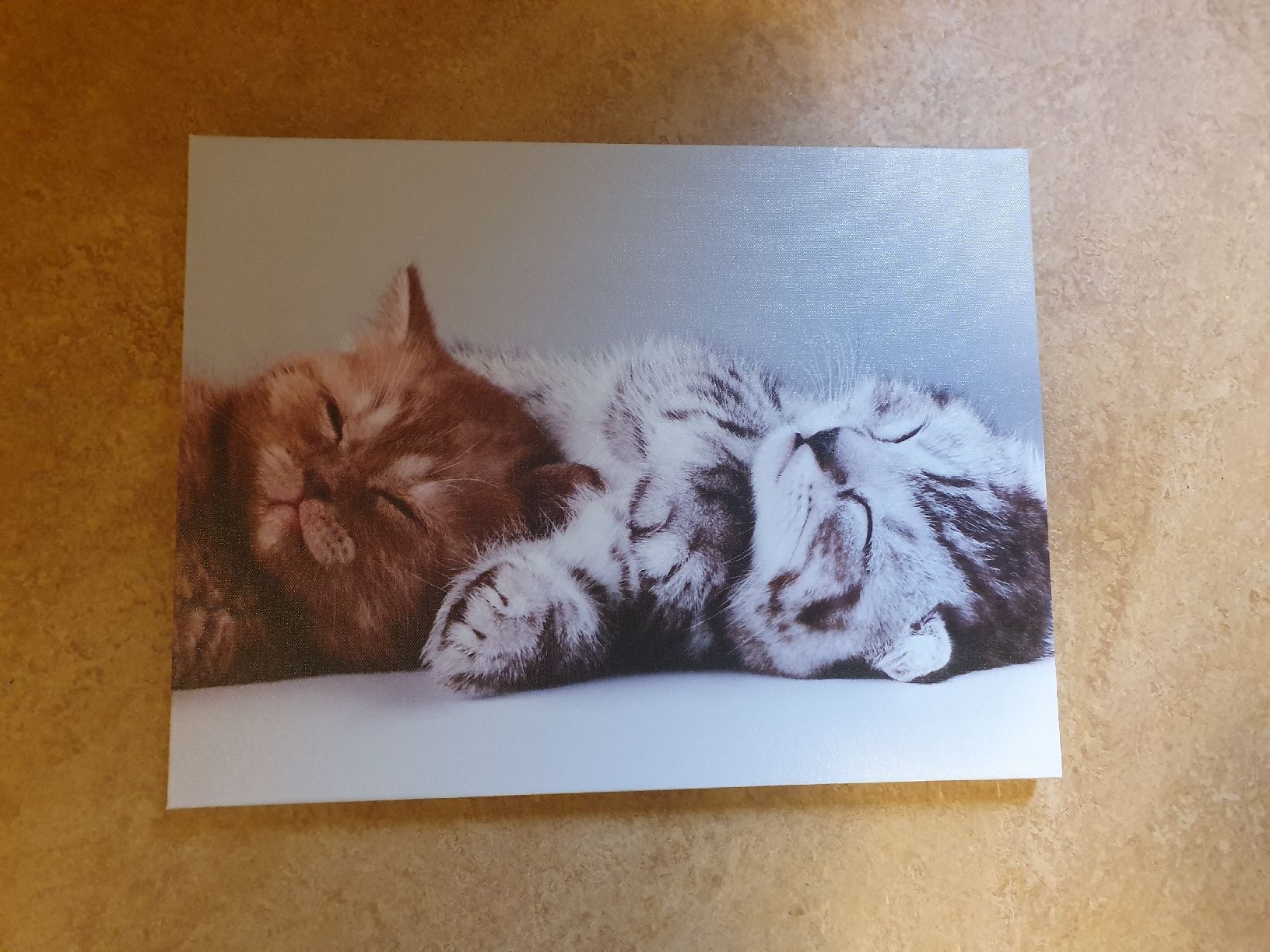 Poster & Bilder: Süsses Katzenbild, Deko Bild – Gebraucht aus Bern von mme_bear