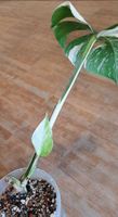 Monstera Albo Variegata Halfmoon – Gewurzelt mit Neuaustrieb