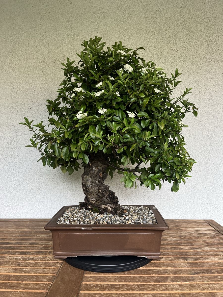 Piante & sementi: Feuerdorn Bonsai 90,0 cm – Nuovo e nell'imballaggio originale da Hettlingen venduto da BonsaiNaturist.com