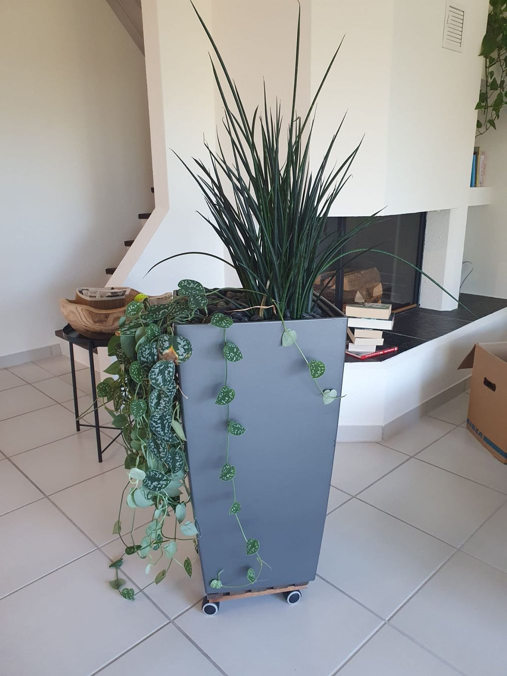 Pflanzen & Samen: Zimmer Hochpflanze – Gebraucht aus Brütten von nueri1