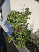 Fliederbaum