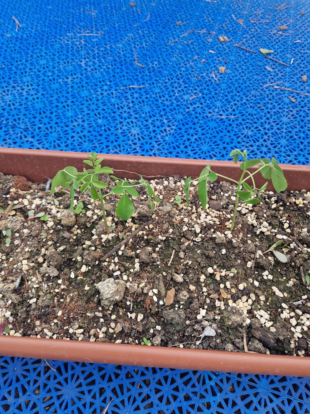 Piante & sementi: 5 Moringa Jung Pflanzen  – Usato da Rothrist venduto da Aloe16 1