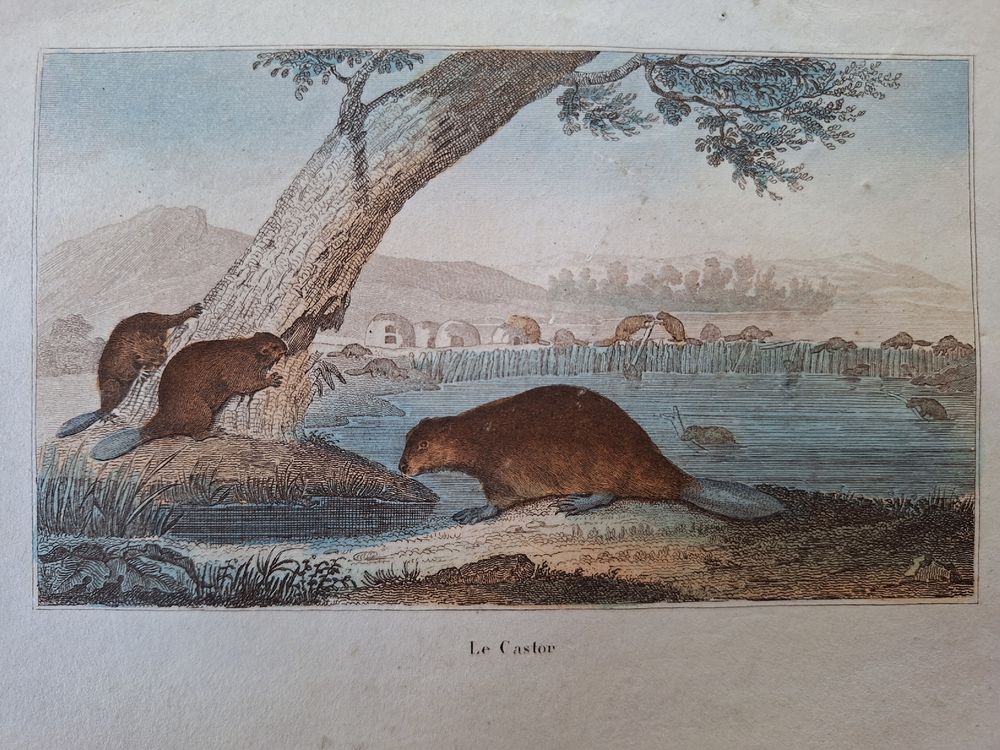 Le castor (Gebraucht) in Bevaix für CHF 6 – mit Lieferung auf Ricardo ...